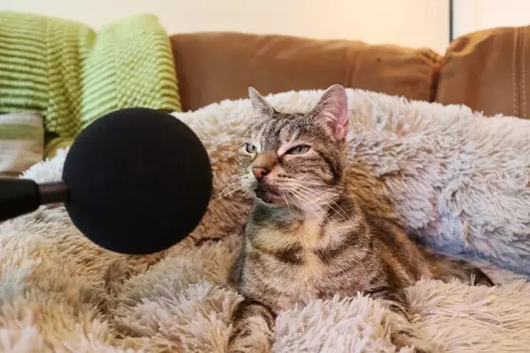 Noisy cat sets new Guinness World Record for loudest (living) domestic cat purr, as loud as a tea kettle boiling