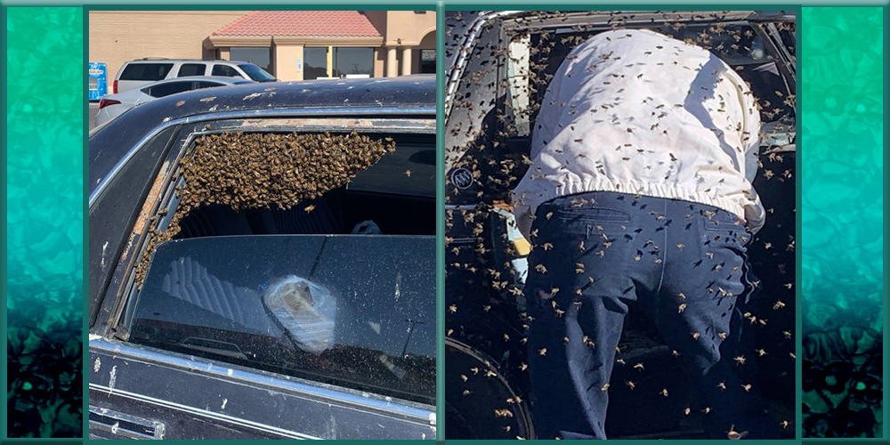 Off-duty New Mexico firefighter braves swarm of bees to rescue man
