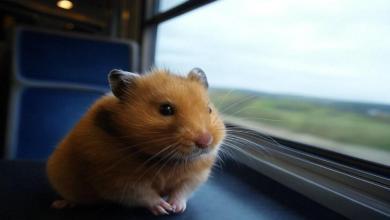 Passengers abandon the strangest items on trains, one railway shared its amusing 'lost and found' A hamster that had escaped was discovered roaming freely on the train. (X/Grok2 AI)