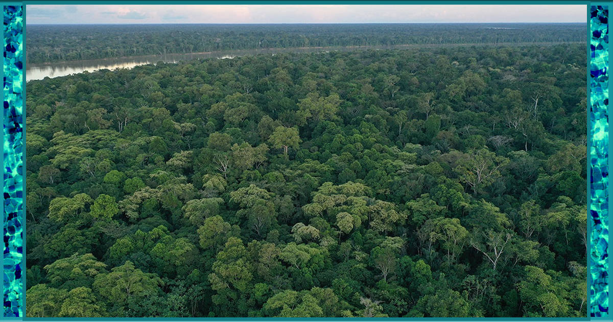Pesticides released into Brazil’s Amazon to degrade rainforest and facilitate deforestation