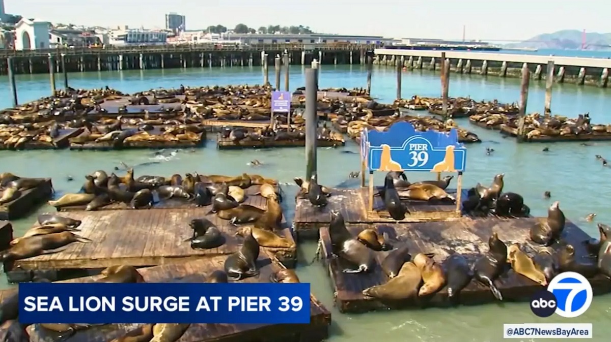 A record-breaking number of over 1,000 sea lions gathered at the Pier 39 docks. Record number of barking mad sea lions take over famed San Francisco pier