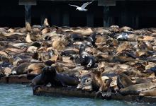 The surge in population can probably be attributed to a sudden increase in the number of anchovies in the region. Record number of barking mad sea lions take over famed San Francisco pier