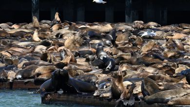 The surge in population can probably be attributed to a sudden increase in the number of anchovies in the region. Record number of barking mad sea lions take over famed San Francisco pier