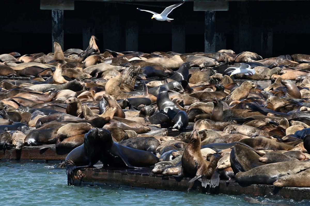 The surge in population can probably be attributed to a sudden increase in the number of anchovies in the region. Record number of barking mad sea lions take over famed San Francisco pier