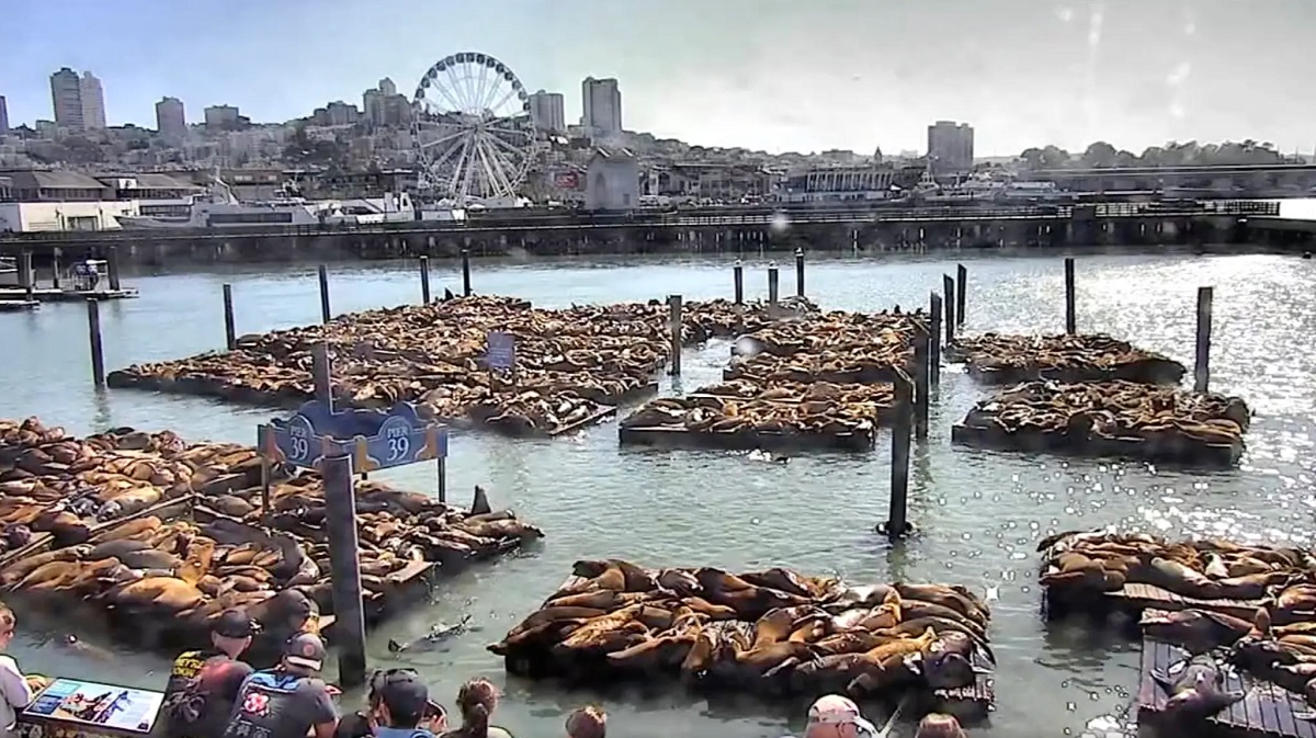 The assembly was seen in a popular area frequented by tourists at Fisherman's Wharf. Record number of barking mad sea lions take over famed San Francisco pier