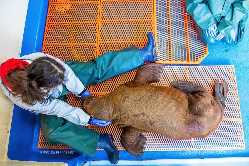 Rescued baby walrus that needed constant cuddles has died - ‘Heartbroken’