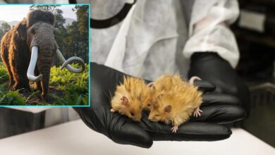 Scientists Create 'Woolly Mice' with Mammoth-Like Fur in Groundbreaking De-Extinction Effort