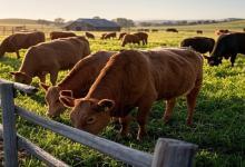 Texas Officials Warn of 'Man-Eating' Bug Found in Livestock Near Southern Mexico Border