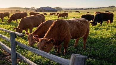 Texas Officials Warn of 'Man-Eating' Bug Found in Livestock Near Southern Mexico Border