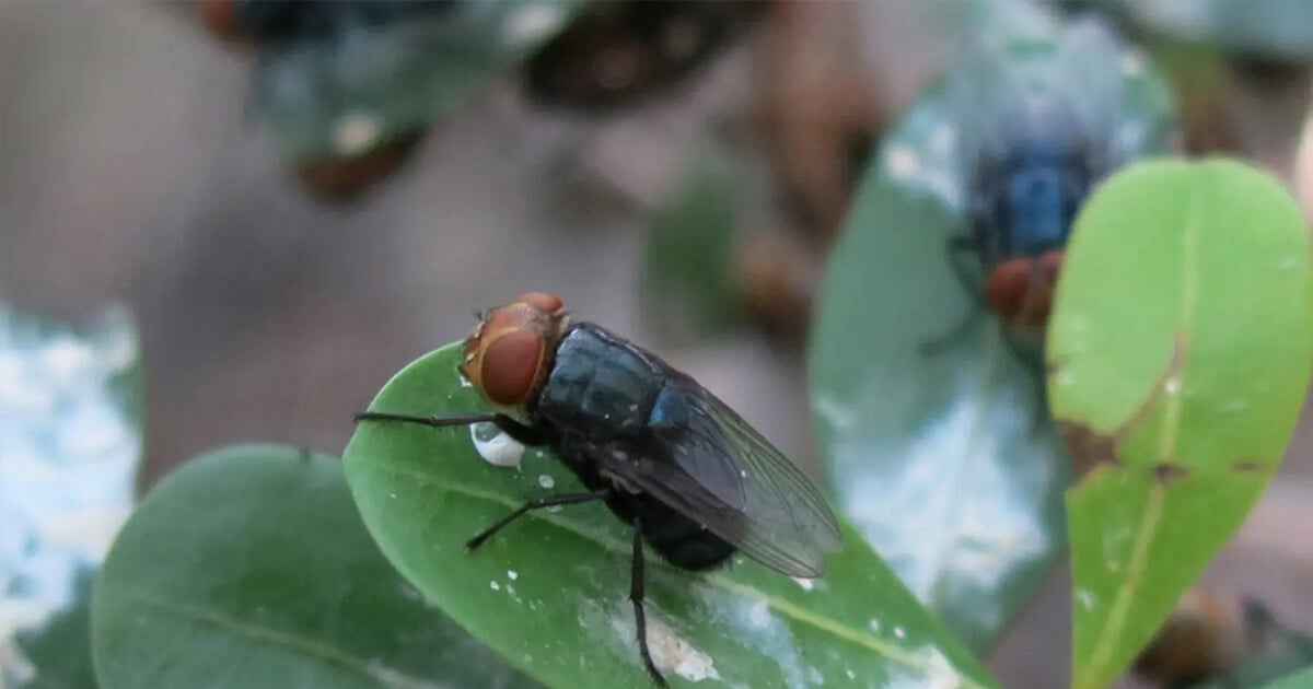 Texas Officials Warn of 'Man-Eating' Bug Found in Livestock Near Southern Mexico Border