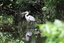 The Impact of the Supreme Court Ruling on EPA Protections for Wetlands. florida wetlands image