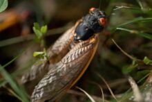 Trillions of cicadas last seen when Thomas Jefferson was president to swarm US for first time in more than 200 years