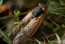 Trillions of cicadas last seen when Thomas Jefferson was president to swarm US for first time in more than 200 years