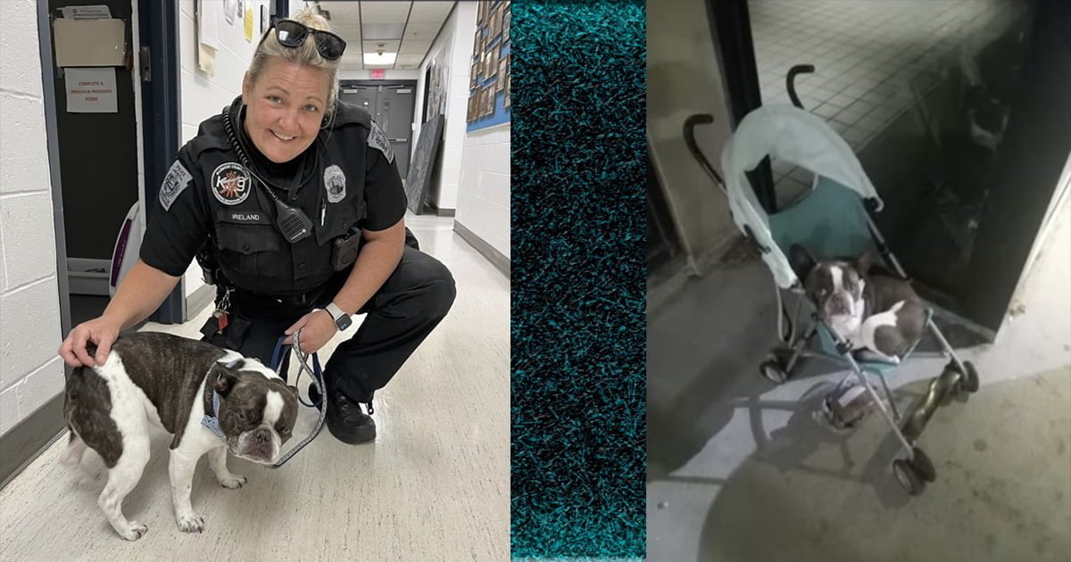 Woman abandons French bulldog ‘in a stroller’ at Pittsburgh airport after she's told she can’t bring it on plane without a crate