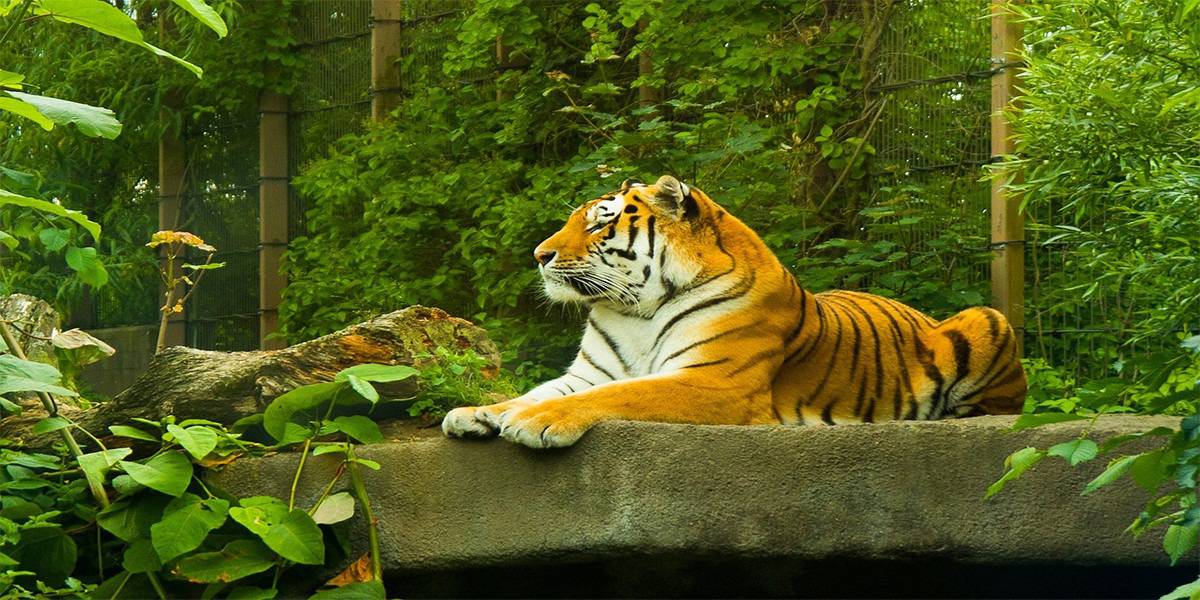 Rare Amur Tiger Killed in UK Safari Park - 2nd To Die In Past Week
