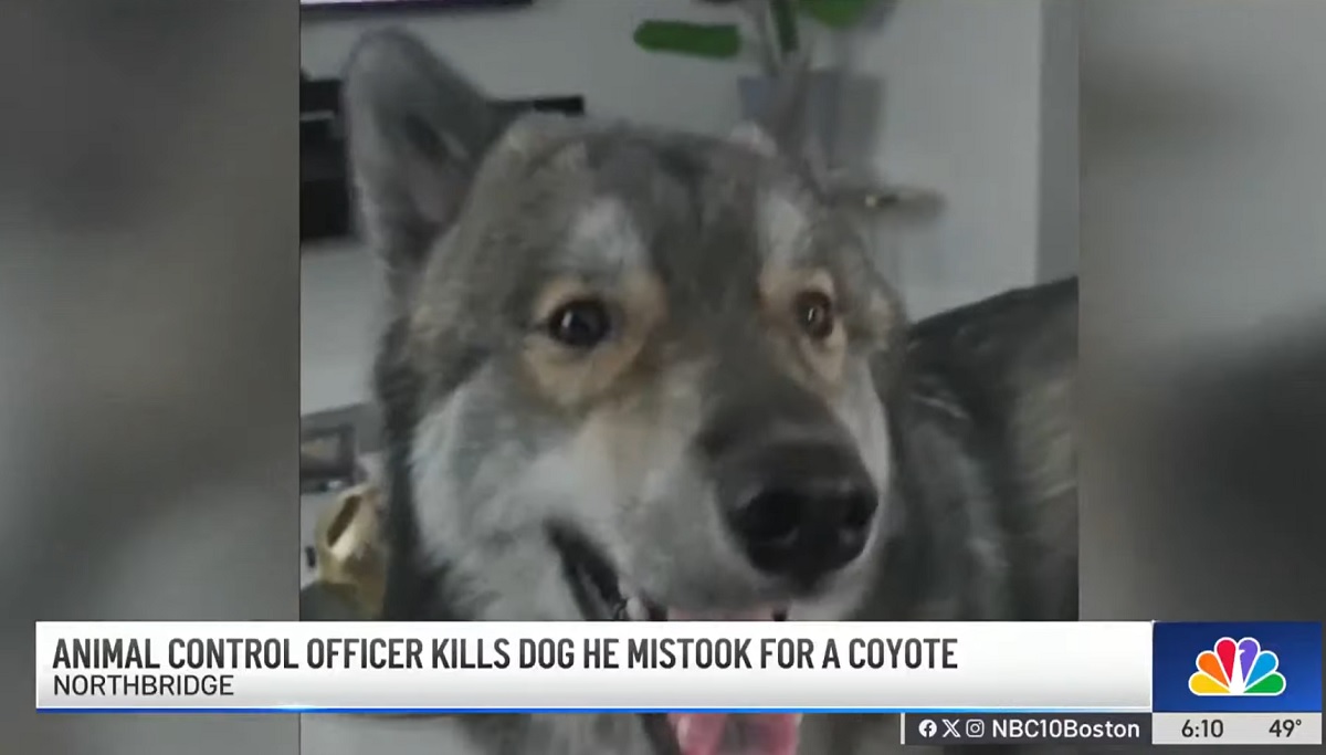 Animal Control officer called to neighborhood for coyote sighting kills'loveable' pet dog, owner distraught Photo of Kirk Rumford's dog, Odin. (NBC10 Boston / YouTube)