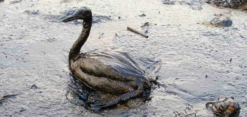 BP british petroleum oil spill bird
