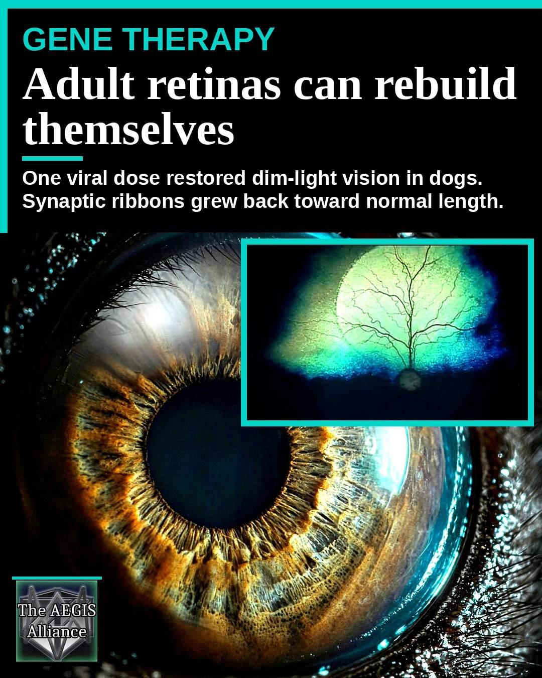 Bright close-up of a canine eye beside a clinical retina scan, with large text about adult retinas rebuilding themselves