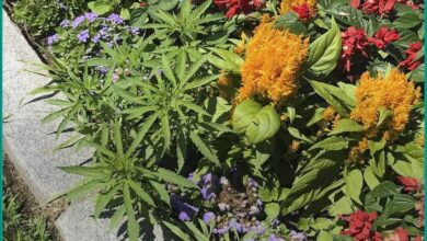 Cannabis Plants Discovered at Vermont Statehouse Flower Beds