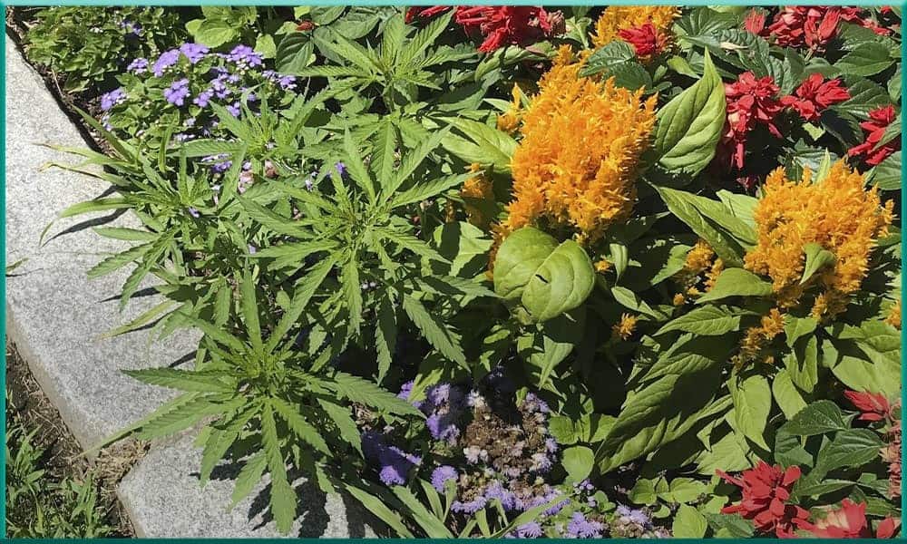 Cannabis Plants Discovered at Vermont Statehouse Flower Beds