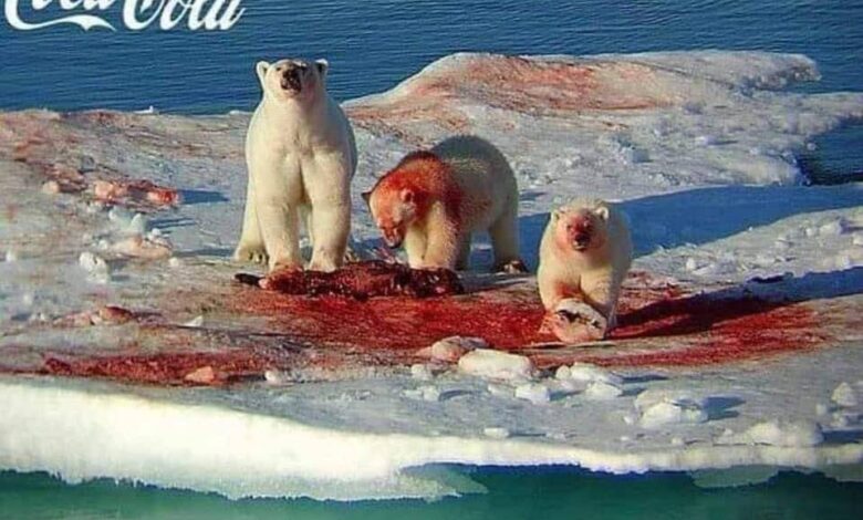 coca cola polar bears christmas bears brings me back to my childhood dank memes