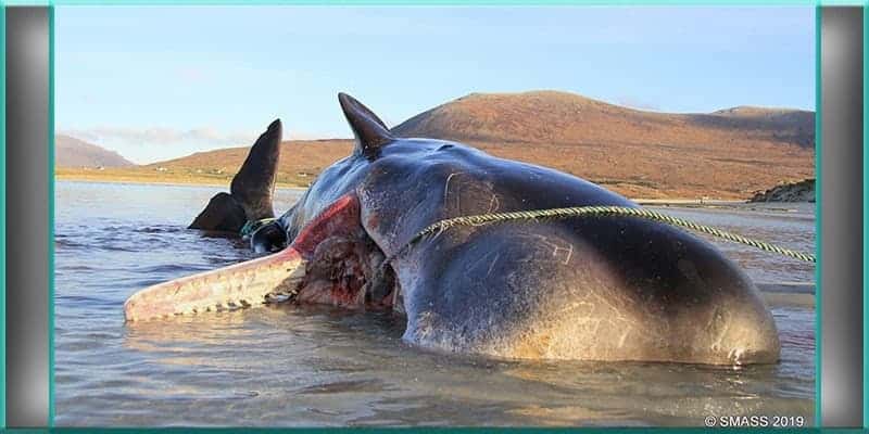 Whale Found Dead in Scotland, 220 Pound Garbage Ball in its Stomach