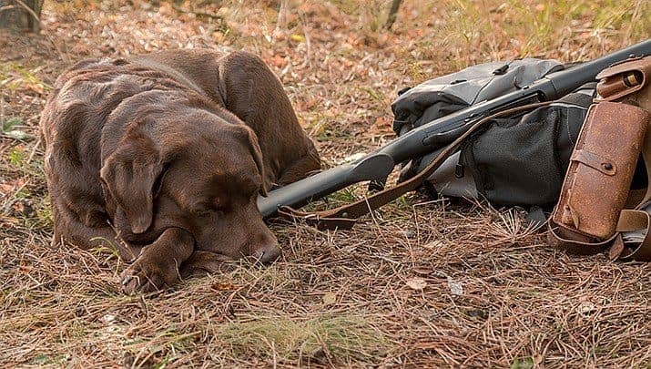 Dog Shot Man With Rifle: German Court Rules Owner Not Fit for License