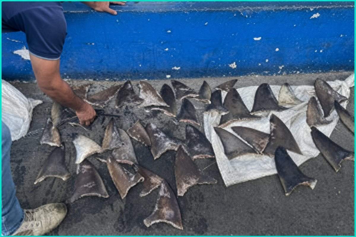 Dried shark fins spread on sacks after a seizure during environmental crime raids in Latin America