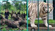 Officers walk through felled rainforest trunks beside a chained white tiger recovered during environmental crime raids