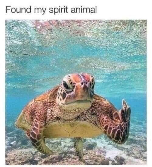 found my spirit animal with a middle finger sticking up flipping you him her them off dank memes