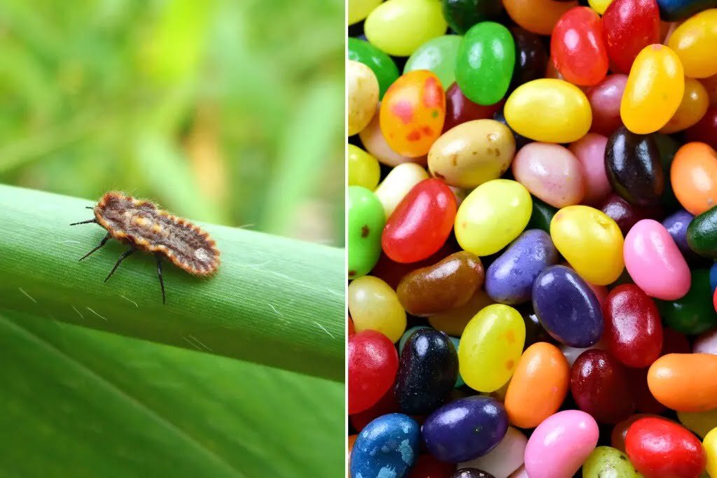 Hair, bugs, and mold! The shocking truth about what’s inside your favorite foods