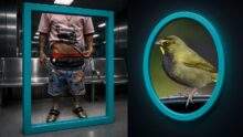 Edited news image of a traveler's taped waistband concealment beside a yellow-faced grassquit in teal frames inside a Miami customs room