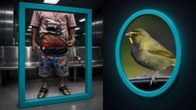 Edited news image of a traveler's taped waistband concealment beside a yellow-faced grassquit in teal frames inside a Miami customs room