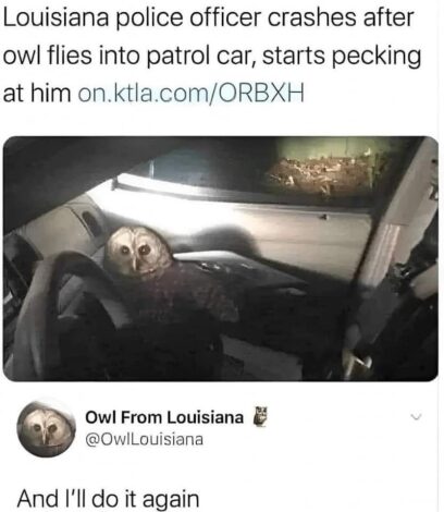 owl from louisiana flies intp patrol car pecks cop police officer dank memes