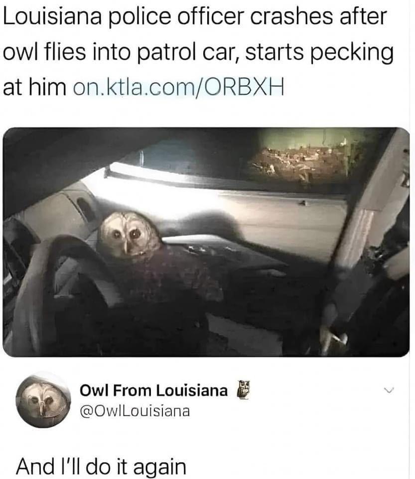 owl from louisiana flies intp patrol car pecks cop police officer dank memes
