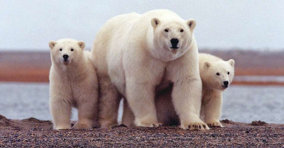 polar bears arctic