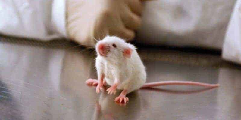 rat mouse science experiments