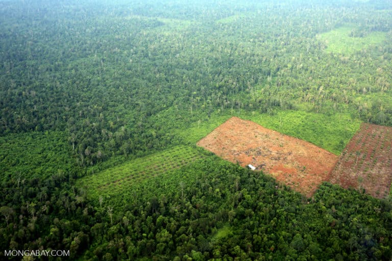 Indonesian omnibus law’s ‘whitewash’ of illegal palm oil shocks its architects