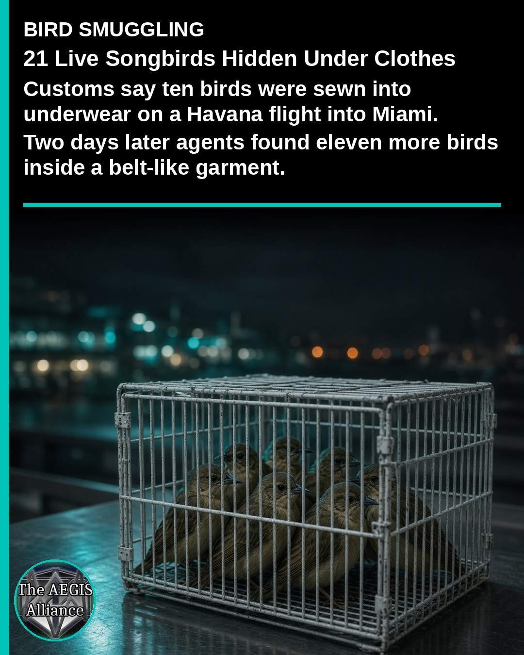 Social image of songbirds in a cage with text about 21 live songbirds hidden under clothes at Miami
