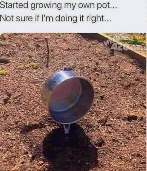 how to grow pot started growing my own pot not sure if im doing it right dank memes