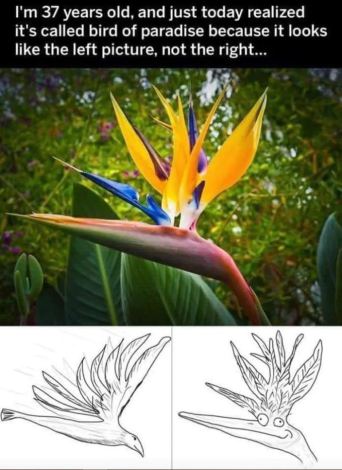 So it was the other way around the whole time. ð¤ the reason its called bird of paradise plant is the other way around dank memes