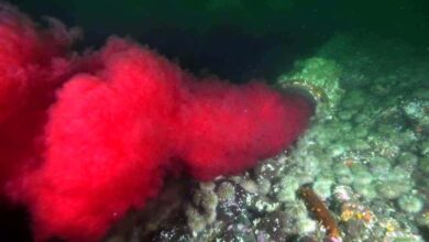 Canada BC British Columbia blood pipe salmon 2017 Underwater Footage Reveals Infectious Blood Being Pumped Into Canadian River