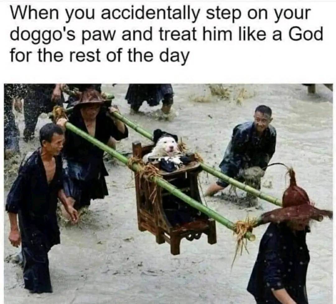 when you accidentally step on your doggos dogs paw and treat him her he she like a god for the rest of the day dank memes The doggo is King of the house for the day
