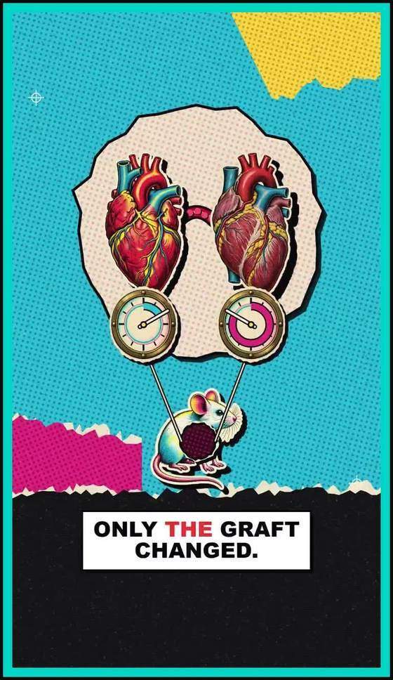Illustrated note that only the transplanted graft changed biological age, inside a teal frame